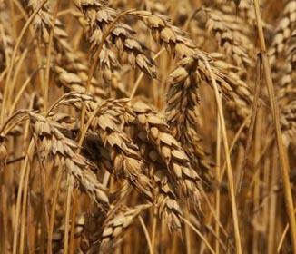 Try a Wheat Free Diet for Better Health