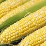 The Truth about CORN