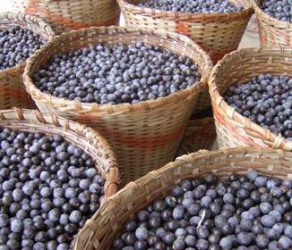 Acai Berries the Healthiest Fruits