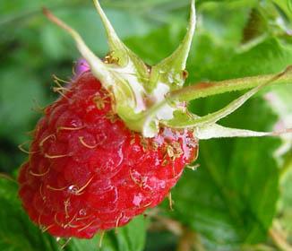 Raspberry Ketones Diet