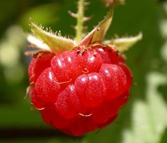 Raspberry Ketones Diet