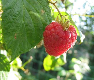 Raspberry Ketone