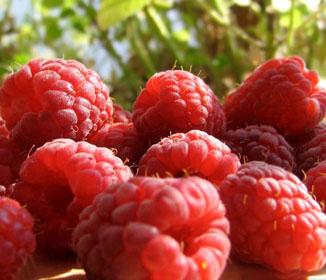 Raspberries Fruit