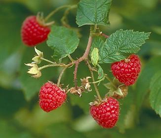 Raspberry Ketones Diet