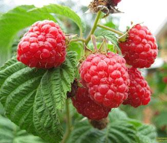 Raspberry Ketones Diet