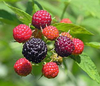 Benefits of Raspberry Ketones