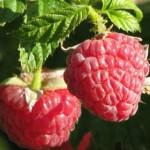 Raspberry Ketones Benefits