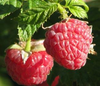 Raspberry Ketones Benefits