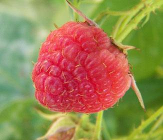 Raspberry Ketones Diet