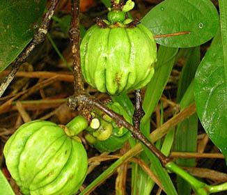 Garcinia Cambogia (HCA) ~ Is This Right for You?